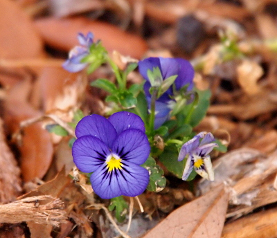 [This flower has four wide violet petals attached to a center which is white and yellow. There are an additional two petals behind two petals at the top of the bloom. In the center are also dark violet stripes which run approximately a third the length of the petal.]